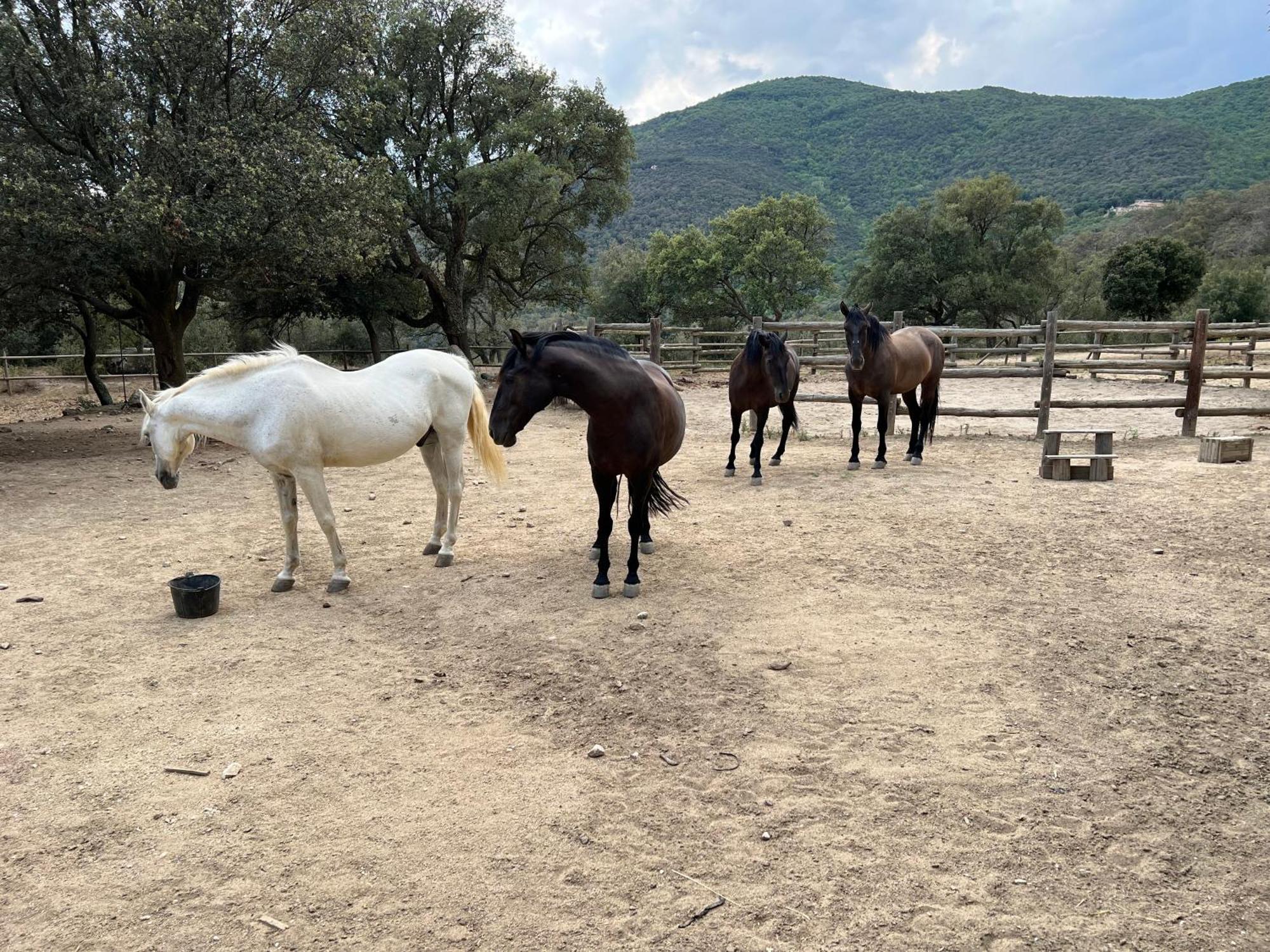 Can Maimes Agullana Bagian luar foto